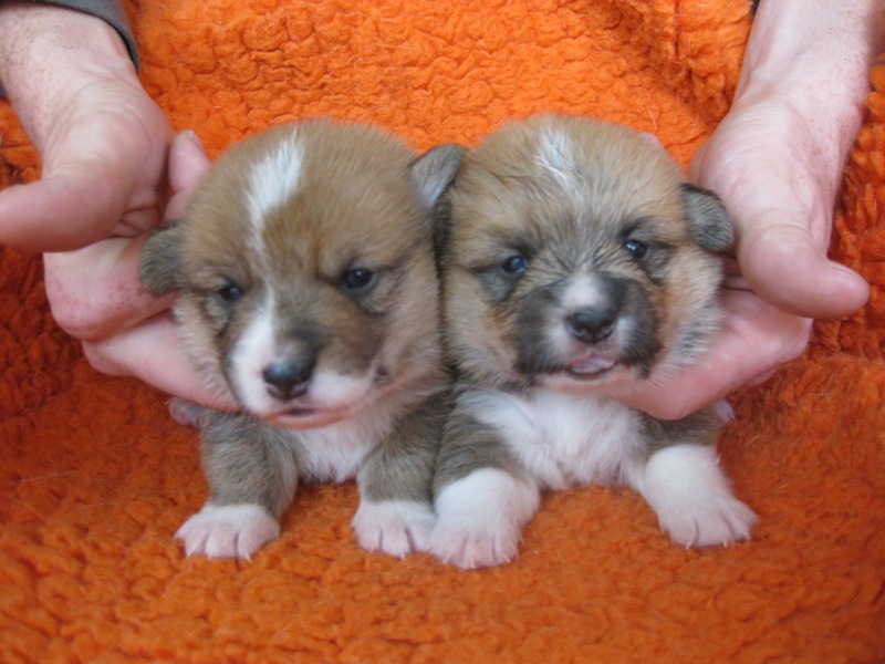 Puppies